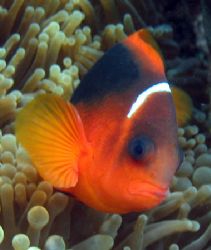Tomato Clownfish, Ningaloo Reef by Penny Murphy 